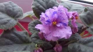 Шифон Шифт,сортовая фиалка. Домашние цветы. Beautiful flowers home, violet.