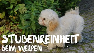 Stubenrein werden - wie wird mein Hund stubenrein? Tipps für Welpen - Eltern