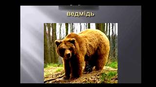 Тварини відео для дітей. Назви тварин. ДИКІ ТА СВІЙСЬКІ ТВАРИНИ. ДЛЯ ДІТЕЙ УКРАЇНСЬКОЮ.