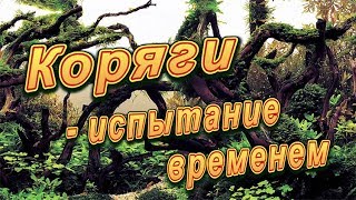 Коряги   испытание временем /Driftwood in aquarium