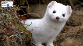 Горностай/Ermine