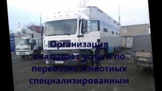 Продажа КРС живым весом от 80 рублей/кг Звони +79656176005 ООО КамАгро +7 965 617 60 05 Звоните!