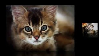 Кошки Подборка. Смешные кошки и коты. Фото подборка.