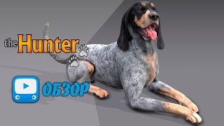 Собаки в игре theHunter - Гончая | ОБЗОР |