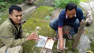 Sharing Cara Memindah Koloni Trigona Klanceng Dari Bambu ke Rumah Barunya