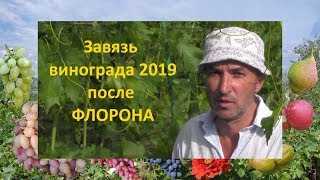 Завязь винограда после применения флорона  Виноград 2019