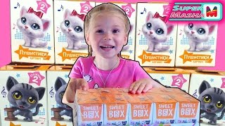 Sweet Box Пушистики Кошечки и Котики ✿ ВСЯ КОЛЛЕКЦИЯ распаковка игрушек на русском Cats Surprise