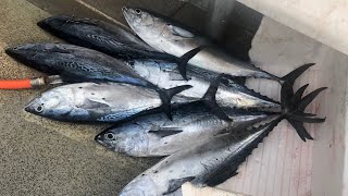 Early Season False Albacore Jigging in New Jersey