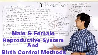 Male and Female reproductive system and Contraceptive methods class 10 science PART-3
