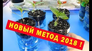 РАССАДА ПЕРЦЕВ НА ФИТИЛЯХ ! НОВЫЙ МЕТОД 2018 ! РАСТУТ БЫСТРЕЕ !