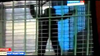 Истинный житель Мидгард-земли