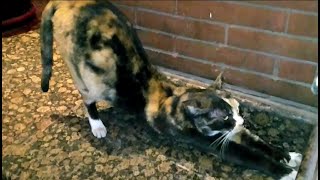 Beautiful Pregnant Stray Cat Hungry For Love