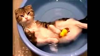 Веселые и смешные коты в ванной