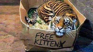 ? 10 most awesome and unusual pets