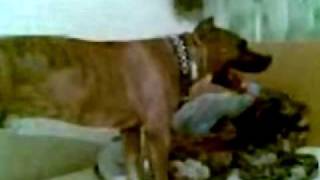 Funny DOG =) Собака захотела любви))