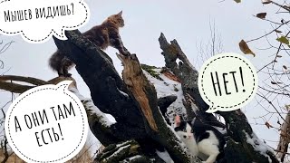Кошку Морошку увёл кот Бонифаций. Пёс Кубик ловит мышей. Зима будет очень мышиная