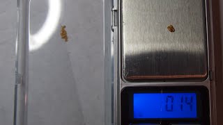 Minelab XT 17000 - Gold search 0.14 грамм золота