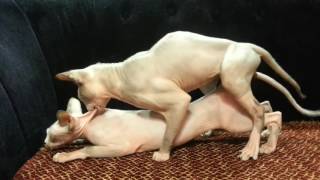Sphynx cats mating again/ Секс с животными рулит