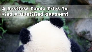 A Restless Panda Tries To Find A Qualified Opponent | iPanda
