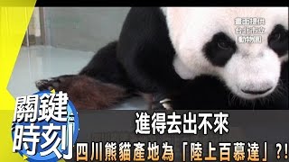 進得去出不來   四川熊貓產地為「陸上百慕達」？！  2013年 第1638集 2200 關鍵時刻