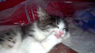 Кот сосёт лапу и медленно засыпает XD