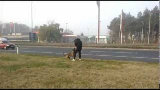 Malinois Riana - Urban test