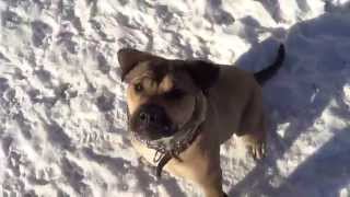 Дрессировка собак. Игры на улице с игрушкой. http://dogclass.ru/