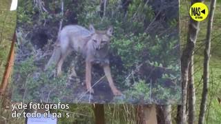 Exposición Foto - Fauna en Valdivia, Chile