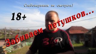 Забиваем петушков//18+//деревенские будни
