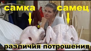 Потрошение индейки. Особенности самки и самца!