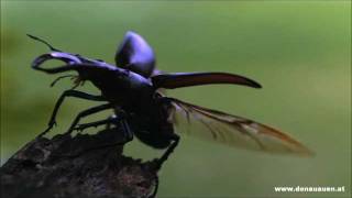Hirschkäfer im Nationalpark Donau-Auen - Lucanus cervus