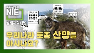 [생태지식채널NIE] 우리나라 토종 산양을 아시나요?