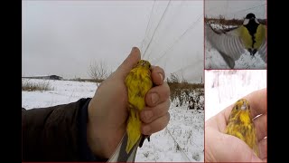 Ловля певчих птиц. Овсянки или синицы отаке.