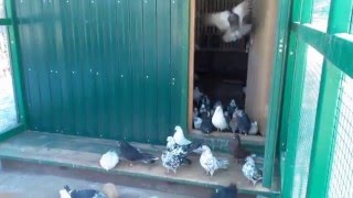 Николаевские голуби на севере. Часть 1.