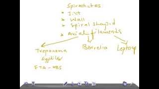 Medical Video Lecture: Spirochetes Classification, Microbiology