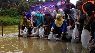 Kg Orang Asli Sayong Pinang, Kota Tinggi, Sungai Johor. Pelepasan Benih Ikan 2017 Parlimen Tenggara.