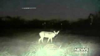 UFO over Texas. Game camera captures Lights