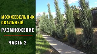 РАЗМНОЖЕНИЕ МОЖЖЕВЕЛЬНИКА СКАЙРОКЕТ (SKYROCKET) - БЛЮ АРРОУ (Blue Arrow) - ЧЕРЕНКОВАНИЕМ (ЧАСТЬ 2)..