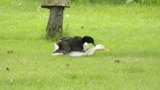 Ducks Having Sex