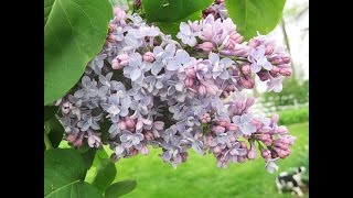 12 Spring Flowers for Your Garden