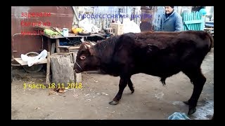 зарезали бычка годовалого на мясо процесс снятия шкуры и разделка туши, бык взбесился перед смертью)