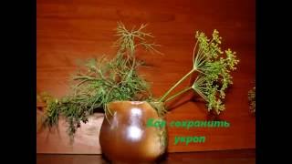 Как сохранить укроп