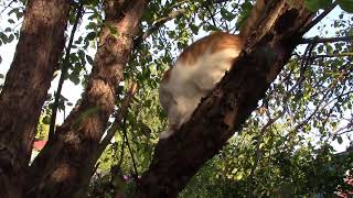 Кот играет. The cat is playing. [ Микки Сладкоежка ]