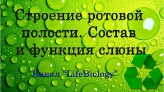 Строение ротовой полости. Состав и функция слюны