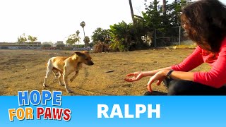 NEW ENDING - An Abused street dogs second chance - Ralph's rescue and rehab.