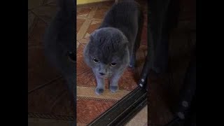 Кот предъявляет хозяину за отрезаны яйца| Озвучка гугл| Озвучка котов