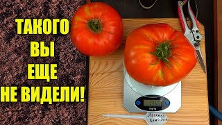 ТОМАТЫ ГИГАНТЫ! ТАКОГО ВЫ  ЕЩЕ НЕ ВИДЕЛИ! СОРТ ЛЕГЕНДА КОКТЕБЕЛЯ