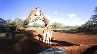 360 VR Video of Giraffe Manor,  The Safari Collection - Kenya