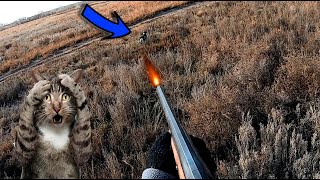 ОХОТА на ЗАЙЦА после ОБЕДА чуть КОШКУ не ПРИСТРЕЛИЛ