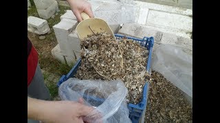 Перепелиный помет 1. Перепела разведение. От А и до сковородки.